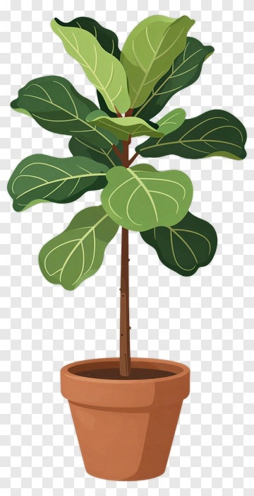 Fiddle Leaf Fig Plant In A Pot PNG