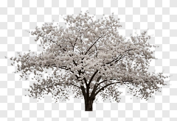 Flowering Tree PNG