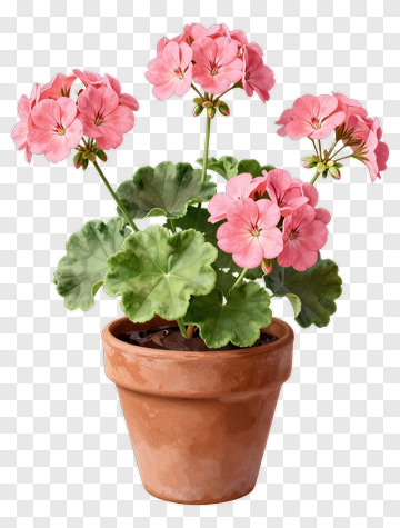 Potted Pink Geranium Plant PNG