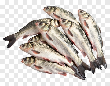 Group Of Fresh Fish PNG