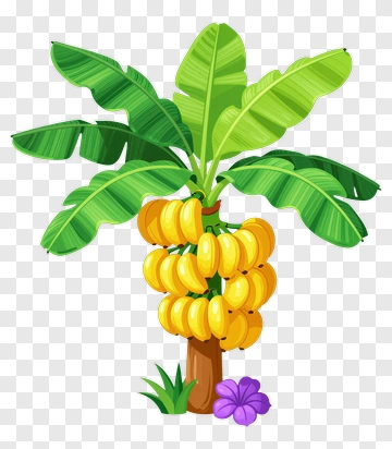 Banana Tree With Yellow Bananas And Green Leaves PNG