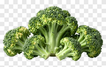 Fresh Broccoli Bunch PNG