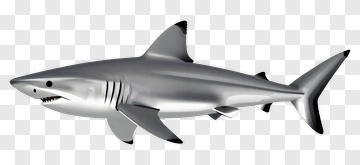 3D Shark PNG