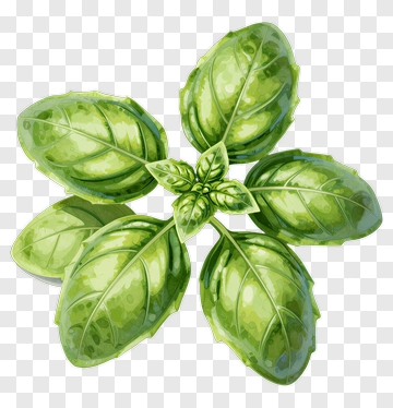 Fresh Basil Leaves PNG