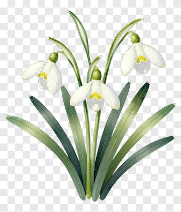 Snowdrop Flower Bouquet PNG