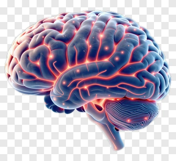 3D Brain Illustration PNG