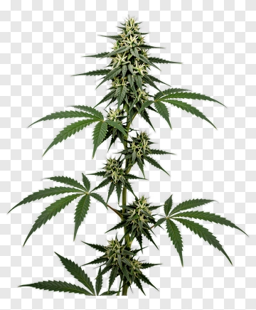 Cannabis Plant With Green Leaves PNG