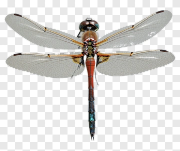 Detailed Dragonfly With Transparent Wings PNG