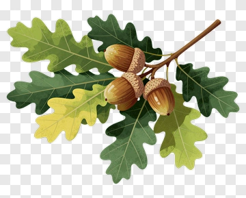Oak Tree Branch With Acorns PNG