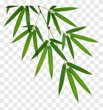 Green Bamboo Leaves PNG
