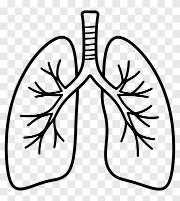 Lung Anatomy Illustration PNG