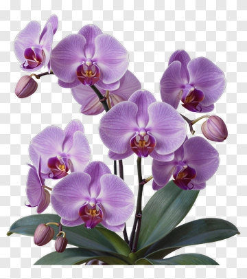Purple Orchid Plant With Blooms PNG