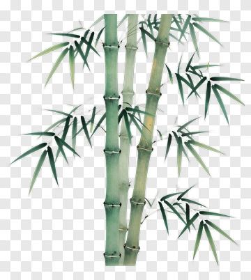Bamboo Plant PNG