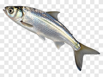 Silver Fish PNG