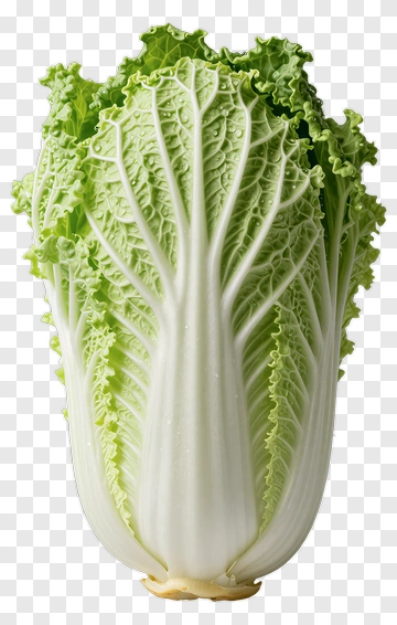 Napa Cabbage PNG
