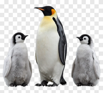 Emperor Penguin Family PNG