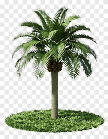 Palm Tree With Grass Base PNG