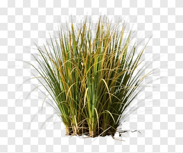 Grass Clump PNG