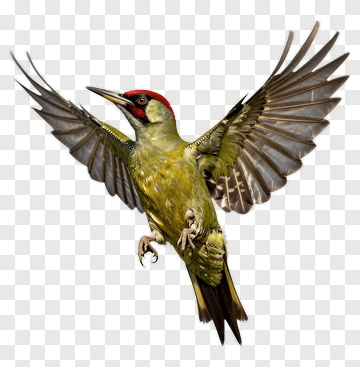 Green Woodpecker In Flight PNG