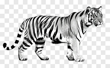 White Tiger Standing In Profile PNG