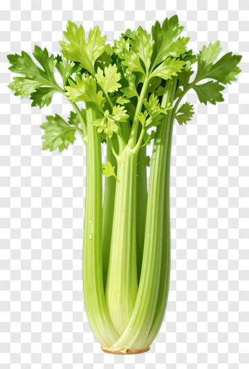 Fresh Celery Bunch PNG