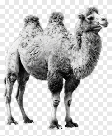Realistic Bactrian Camel PNG
