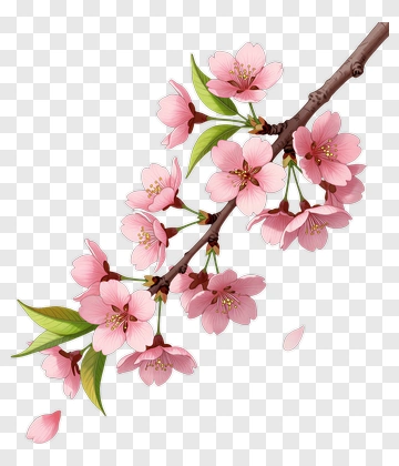 Cherry Blossom Branch With Pink Flowers PNG