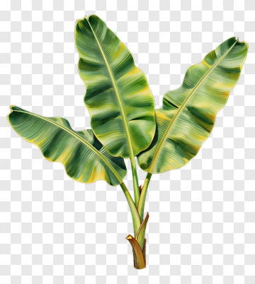 Banana Plant Leaves PNG