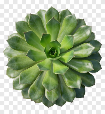 Succulent Plant PNG