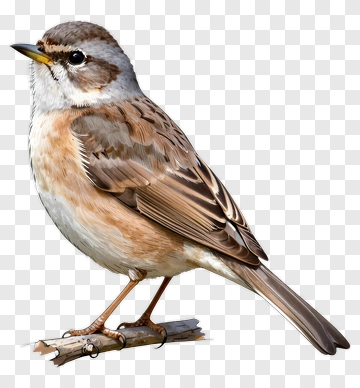 Sparrow Perched On A Branch PNG