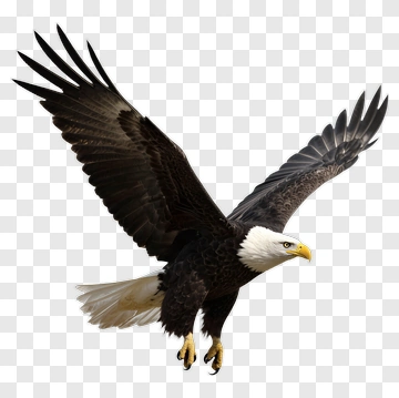 Bald Eagle In Flight PNG