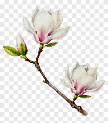 Magnolia Branch With White And Pink Flowers PNG