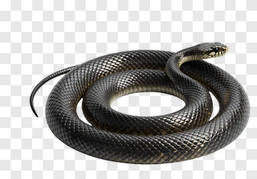 Realistic Black Snake Coiled PNG