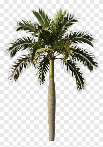 Palm Tree PNG