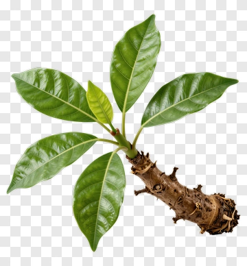 Magnolia Branch With Green Leaves PNG