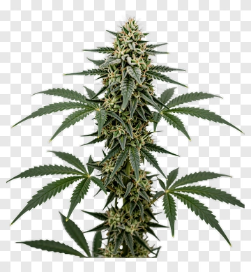 Cannabis Plant With Green Leaves PNG
