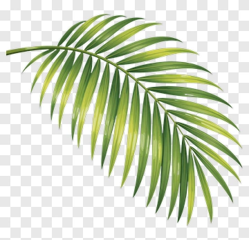 Green Palm Leaf PNG