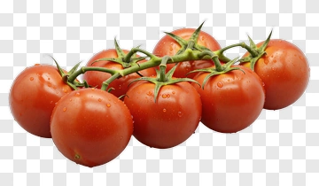 Fresh Tomatoes On The Vine PNG