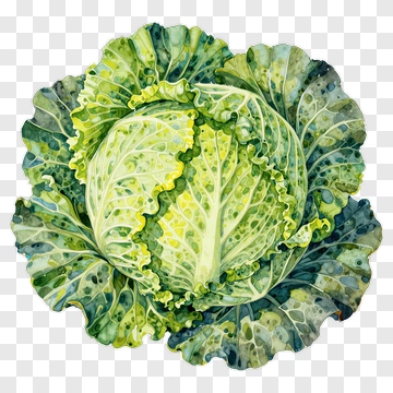 Watercolor Cabbage PNG