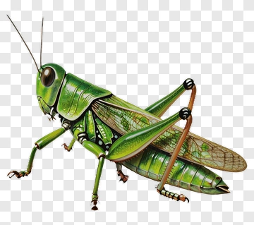 Realistic Green Grasshopper PNG