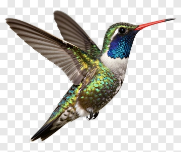 Colorful Hummingbird In Flight PNG