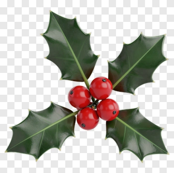 Holly Plant With Red Berries PNG