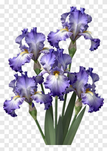 Colorful Iris Flower Bouquet PNG
