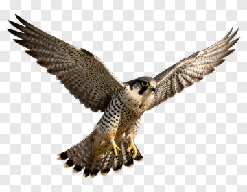 Falcon In Flight PNG