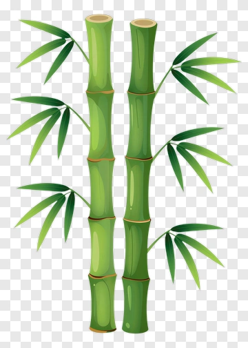 Bamboo Plant PNG