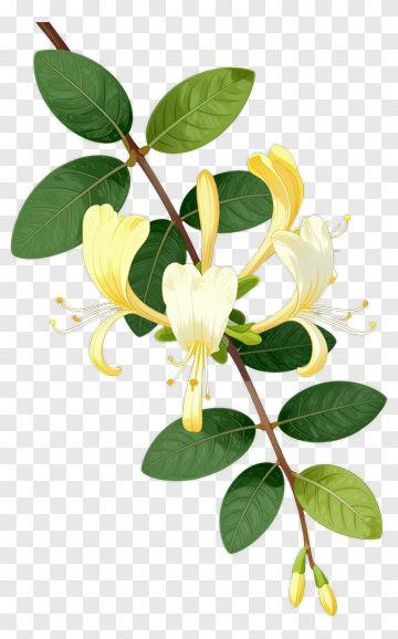 Honeysuckle Flower With Green Leaves PNG