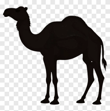 Silhouette Of A Camel PNG