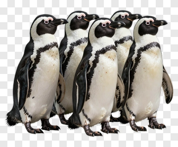 Group Of Penguins Standing Together PNG