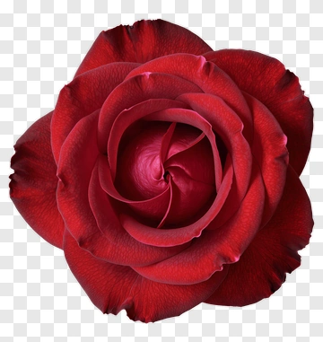 Red Rose PNG