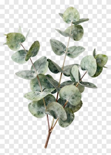 Eucalyptus Branch With Green Leaves PNG